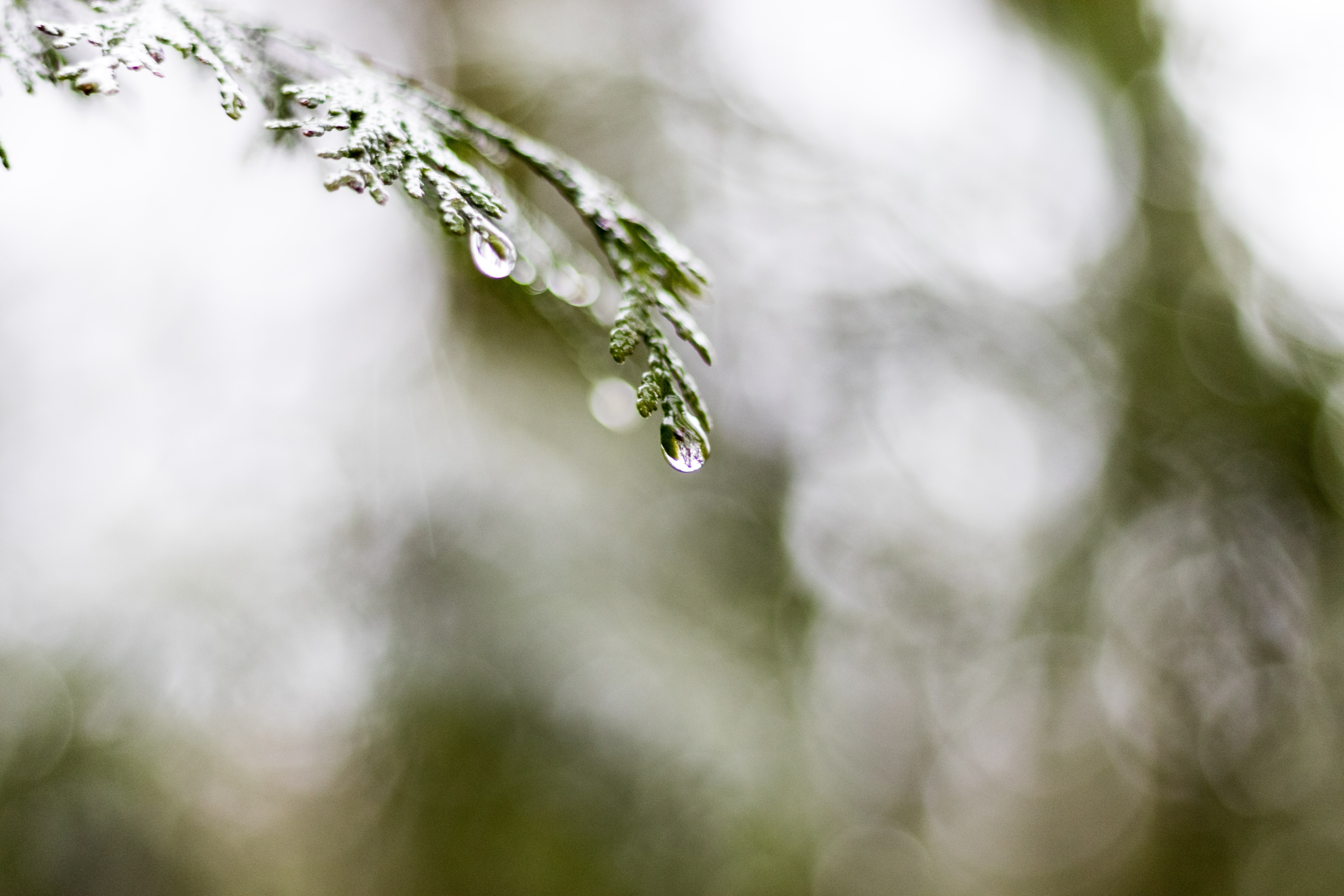 damp weather produces symptoms often needing homoeopathy for older people