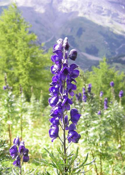 Aconitum Napellus